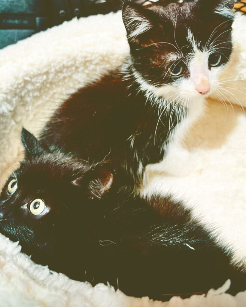 Two young kittens, one black-and-white and one white.