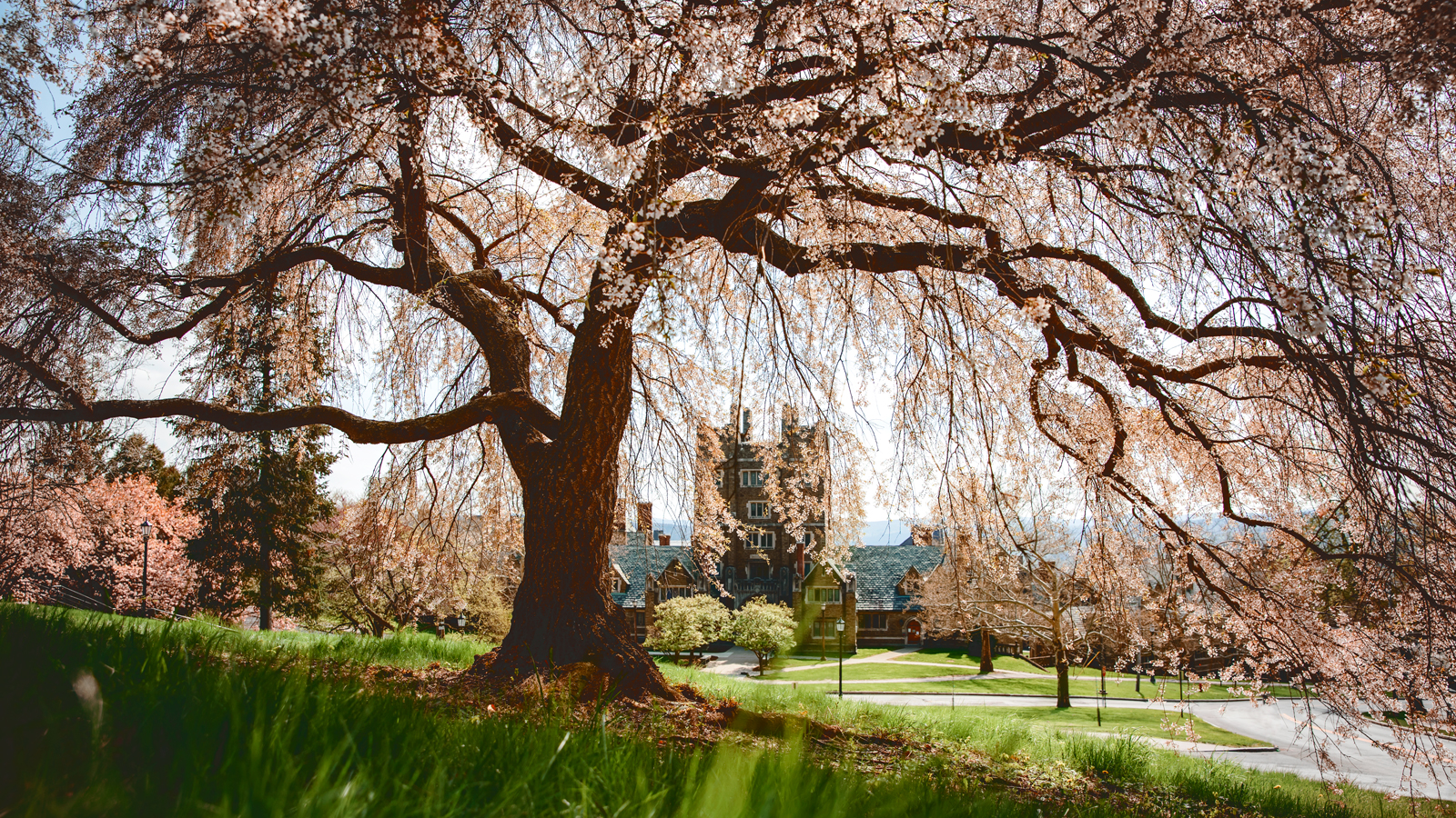 West Campus is framed by cherry blossoms.