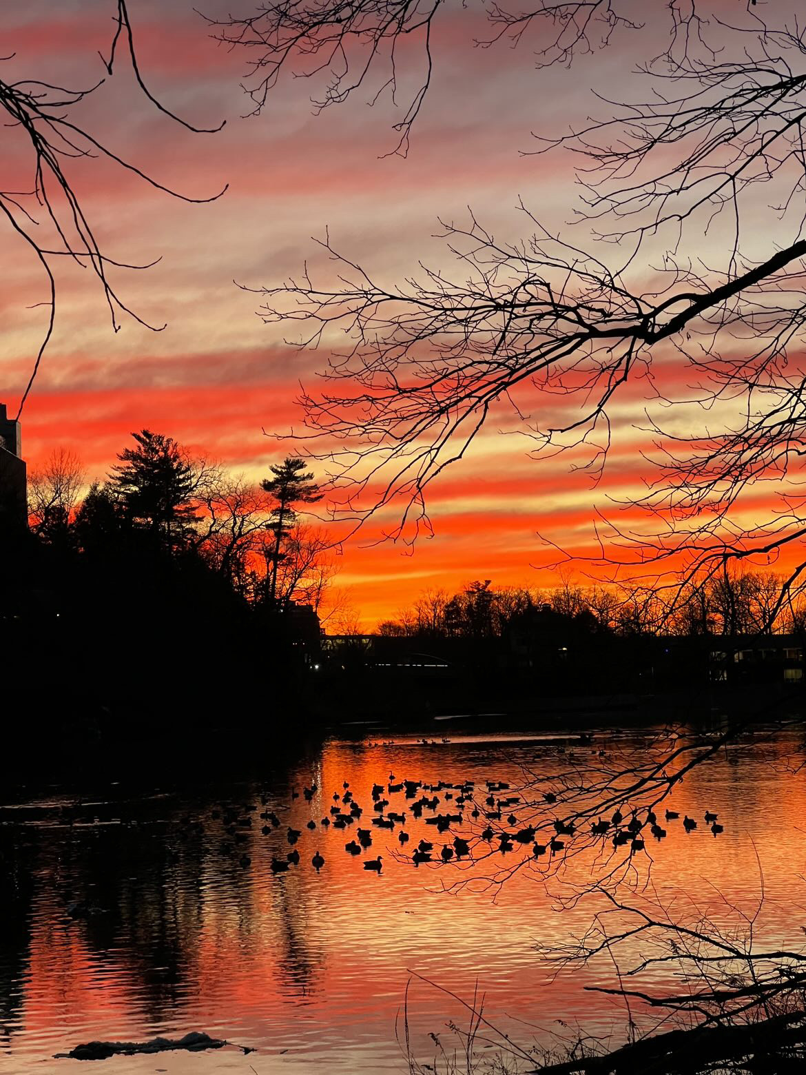Ducks swimming in Beebe Lake at Cornell University under a bright red and orange sunset.