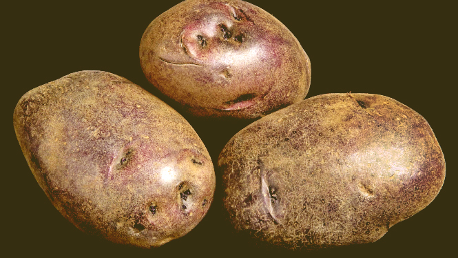 Adirondack Blue potatoes
