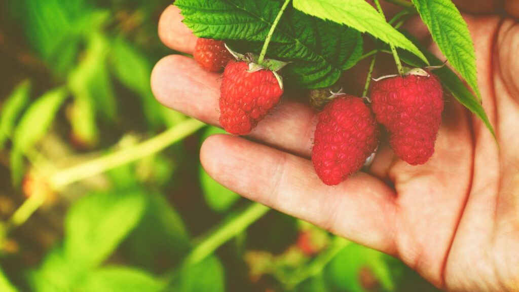 A person touching a raspberry plant
