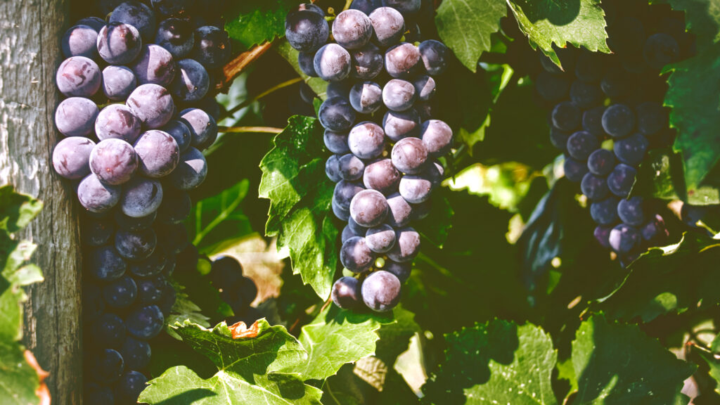 Everest Seedless grapes
