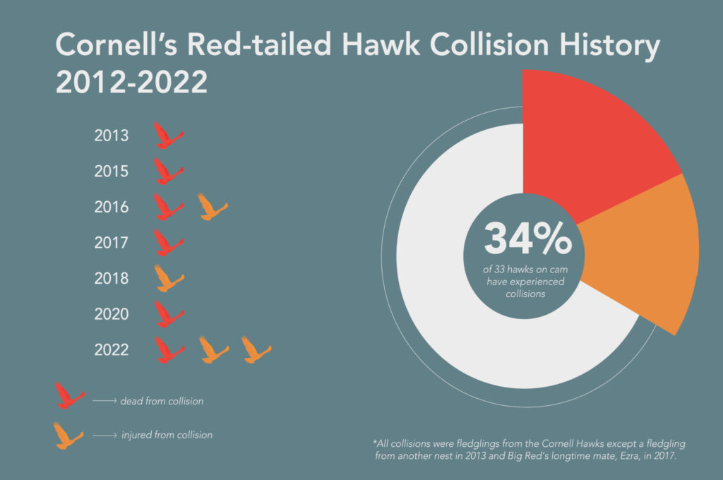 A chart describing the collisions between red-tailed hawks and buildings on the Cornel campus from 2012 to 2022. 34% of the 33 hawks on the hawks cam have experienced collisions.