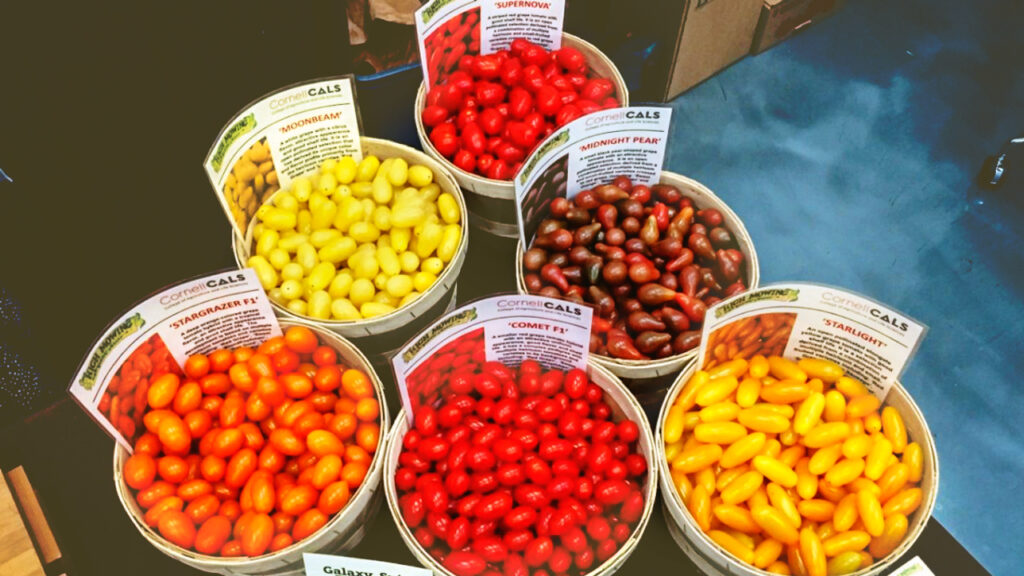 Buckets of different colored grape tomatoes