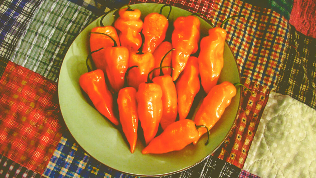 Habanada peppers