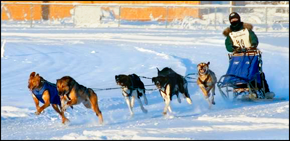 Heather Huson leading a sled dog race in Fairbanks, AK