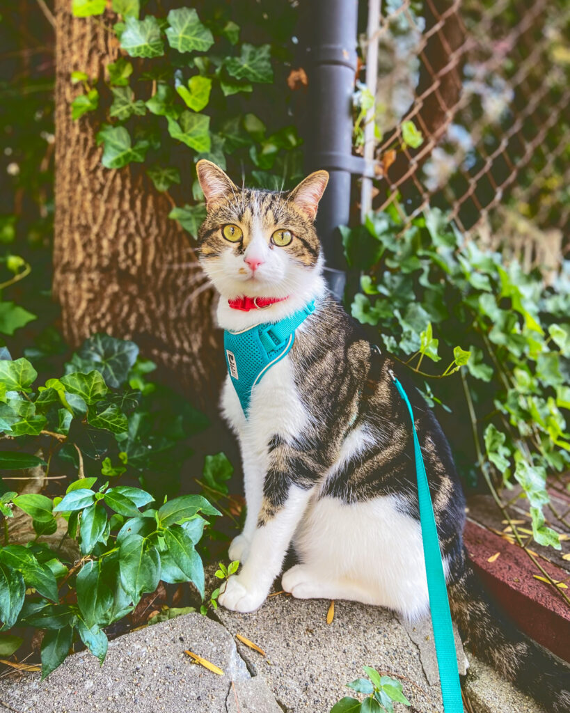 A tortoise shell cat wearing a teal harness outside next to greenery and a fence