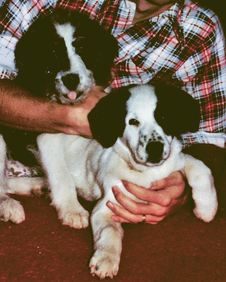 Two black and white puppies and a man with a flannel shirt behind them