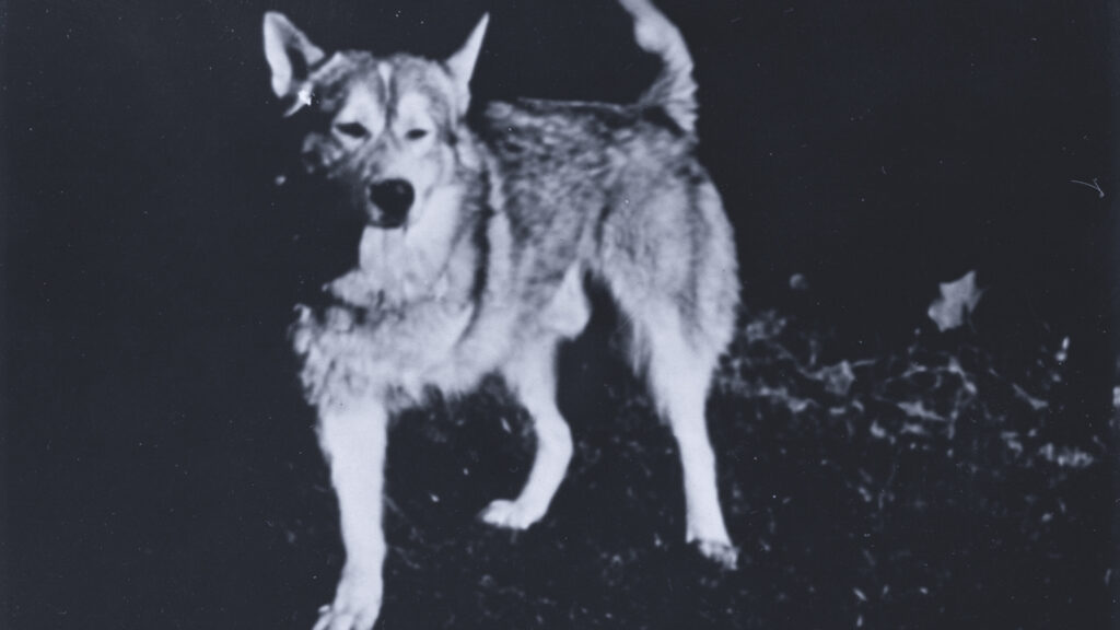 “Tripod” was a campus-famous Husky in the 1950s