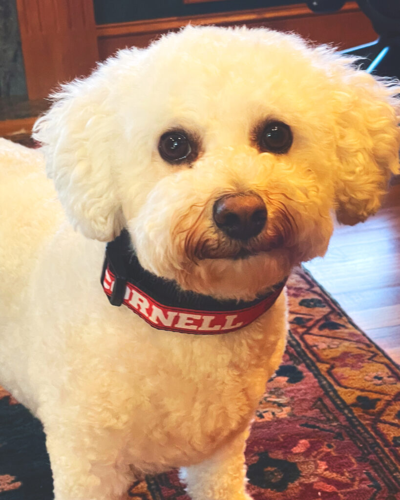 A white Bichon Frise dog wearing a red Cornell collar.