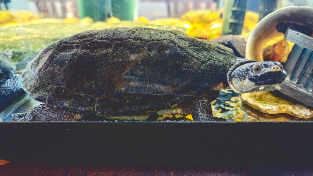 A turtle in a glass tank