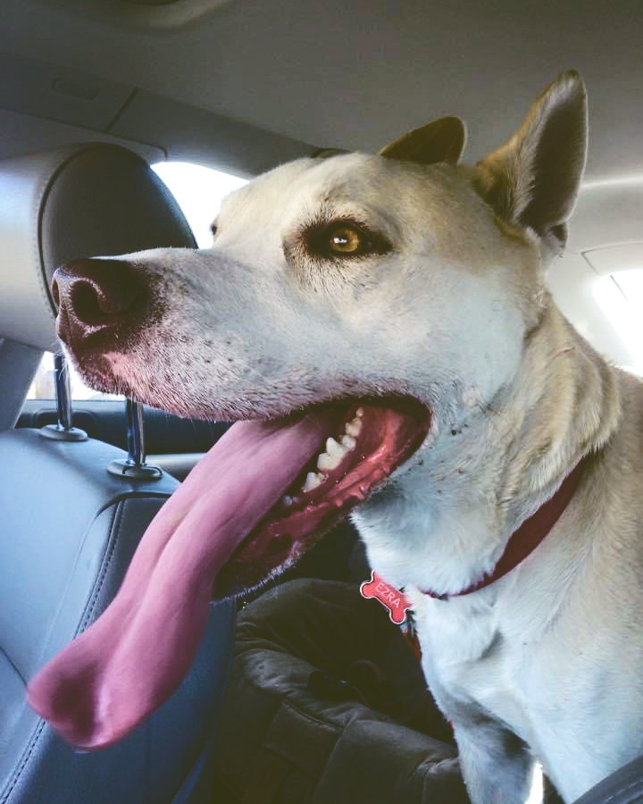 A white dog with a long tongue hanging out inside a car