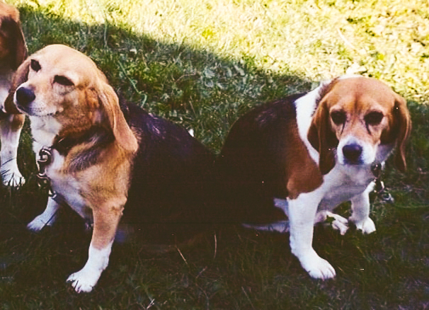 Two beagles on the grass