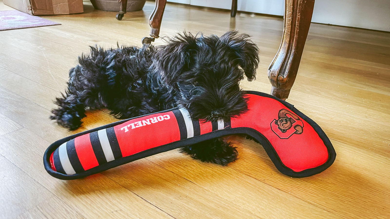 A small long-haired black dog biting a red Cornell hockey stick shaped dog toy.