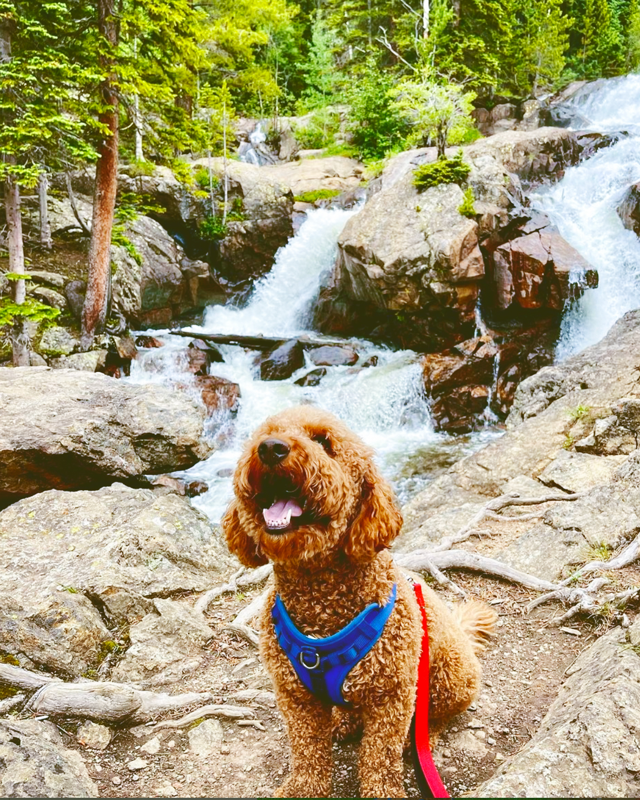 A golden doodle in front of a waterfall wearing a blue harness and red leash