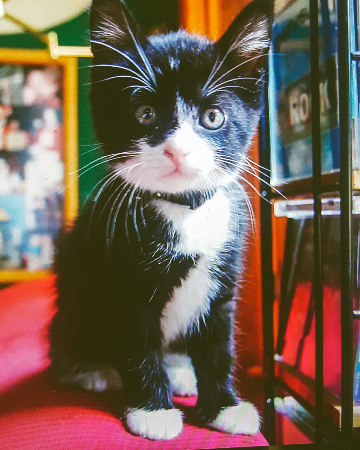A black and white tuxedo print kitten.