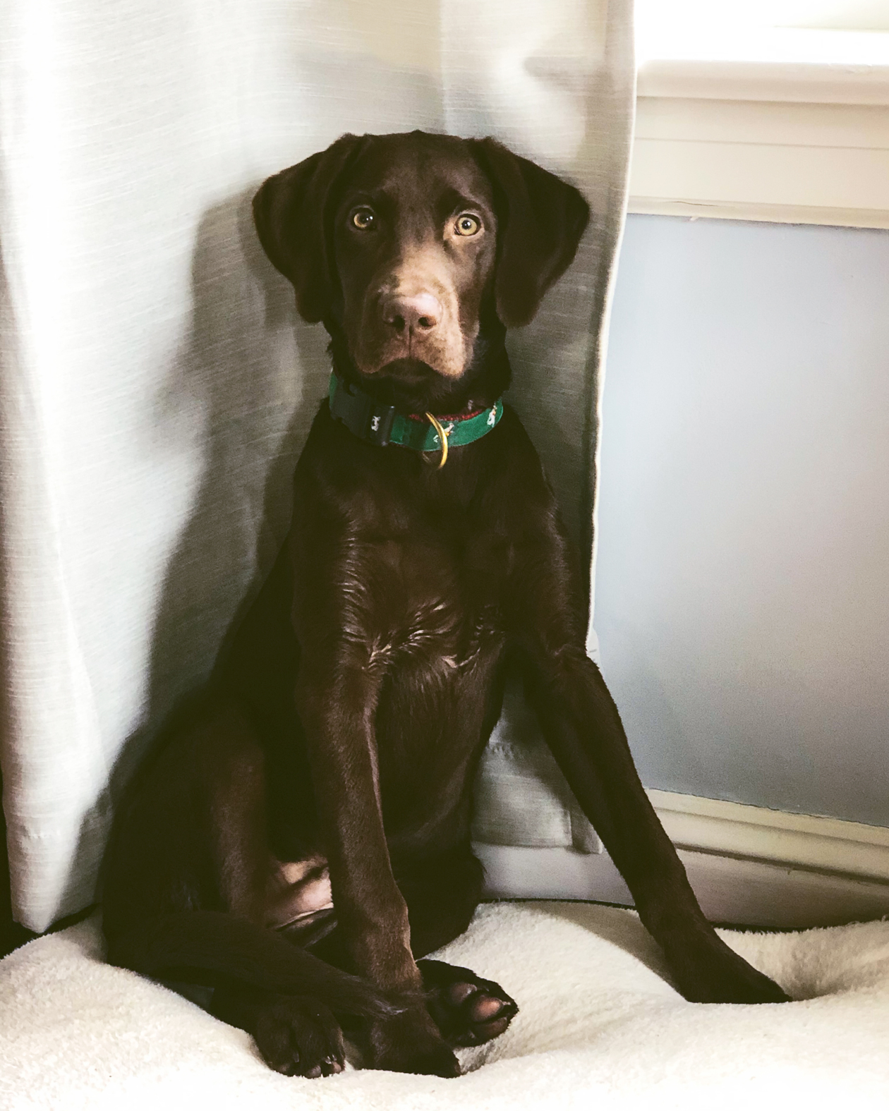 A young chocolate lab on a white chair