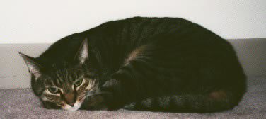 A black tiger-striped cat laying down on the floor