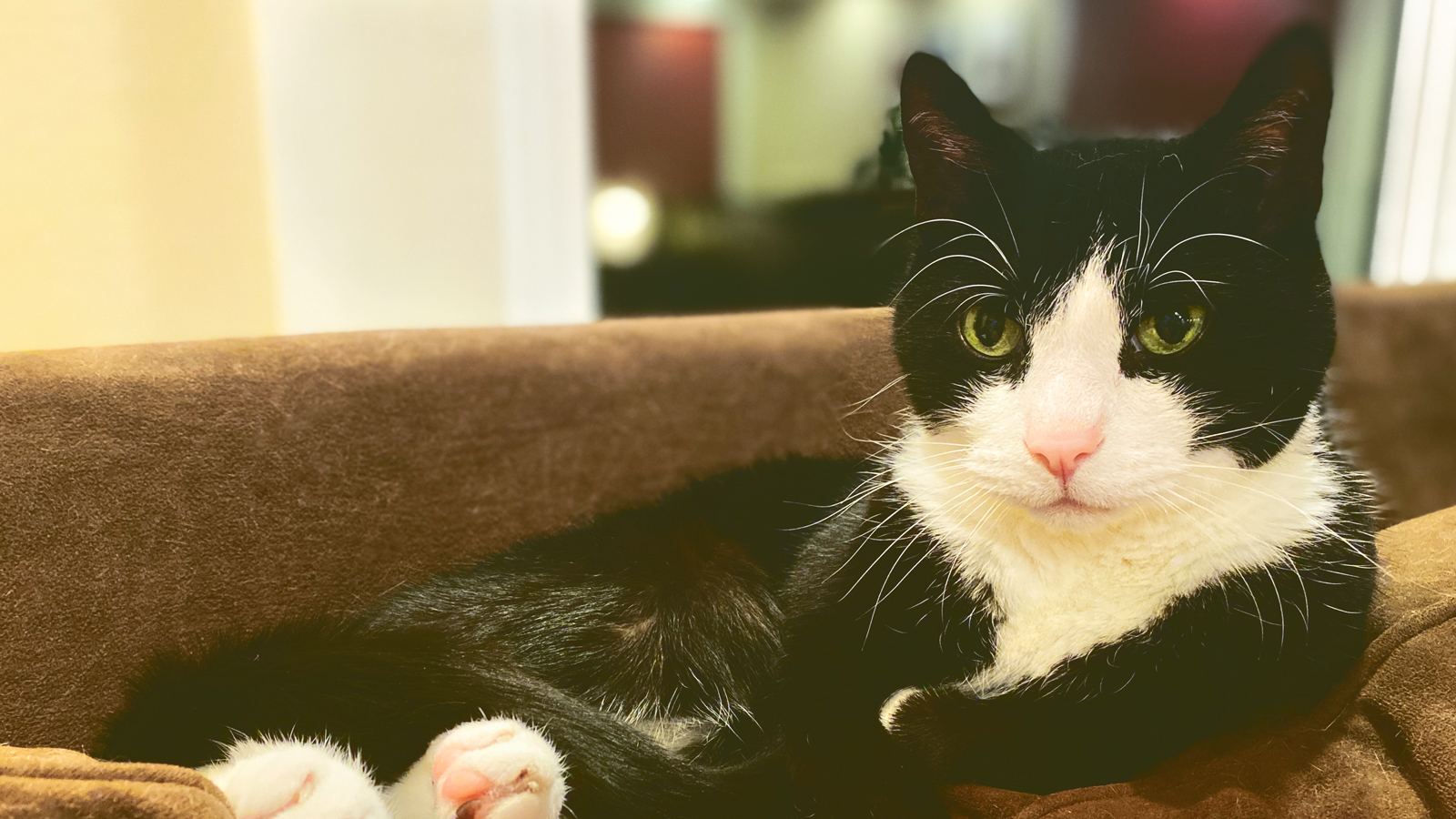 A black and white tuxedo cat on a couch