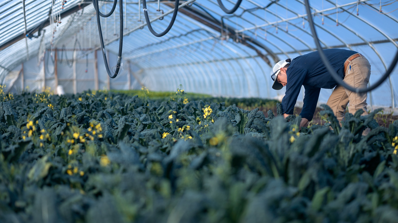 A man working in a greenhouse
