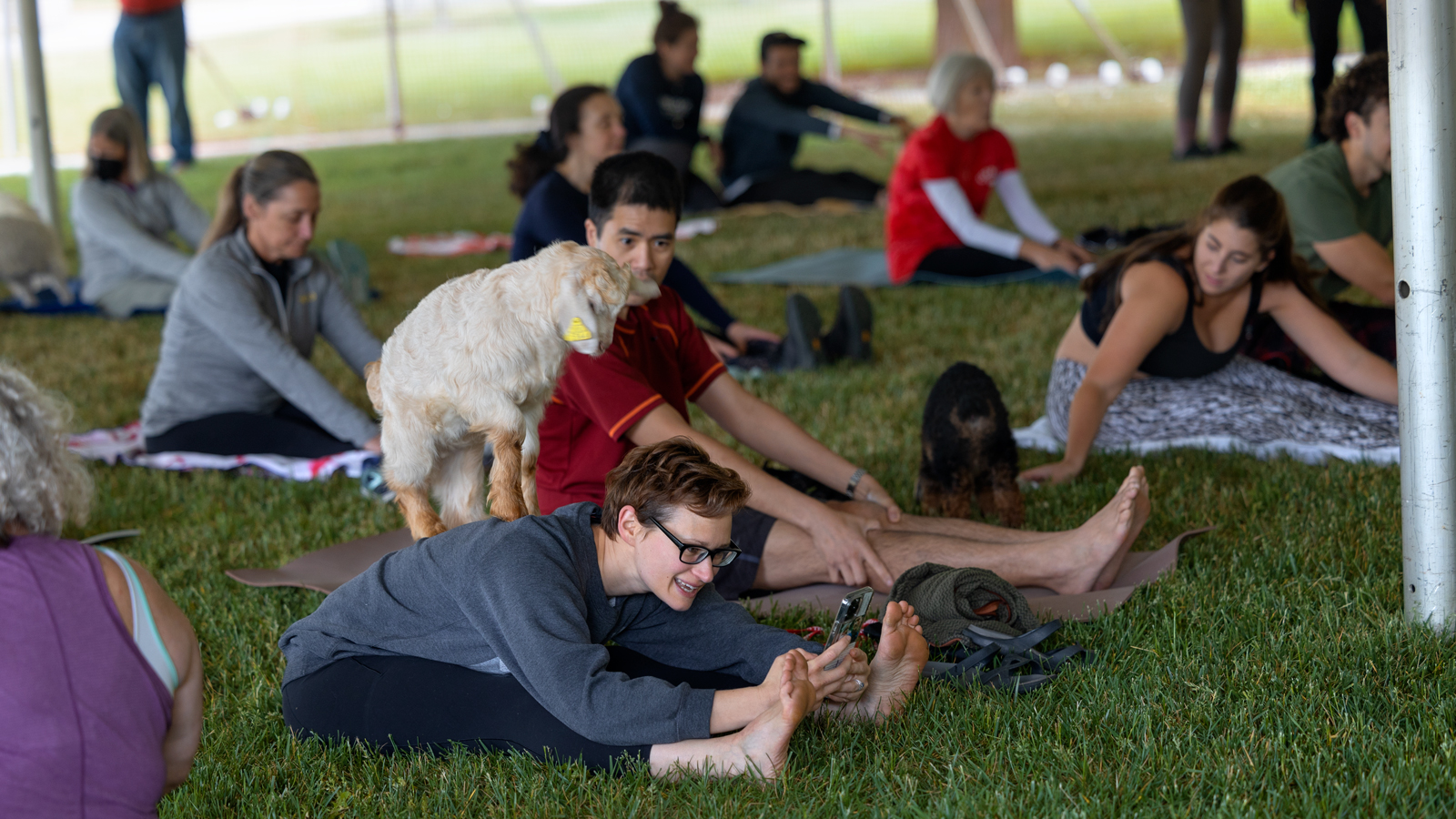 Alumni participate in Goat Yoga on the Ag Quad to start off their Friday morning of Reunion 2023
