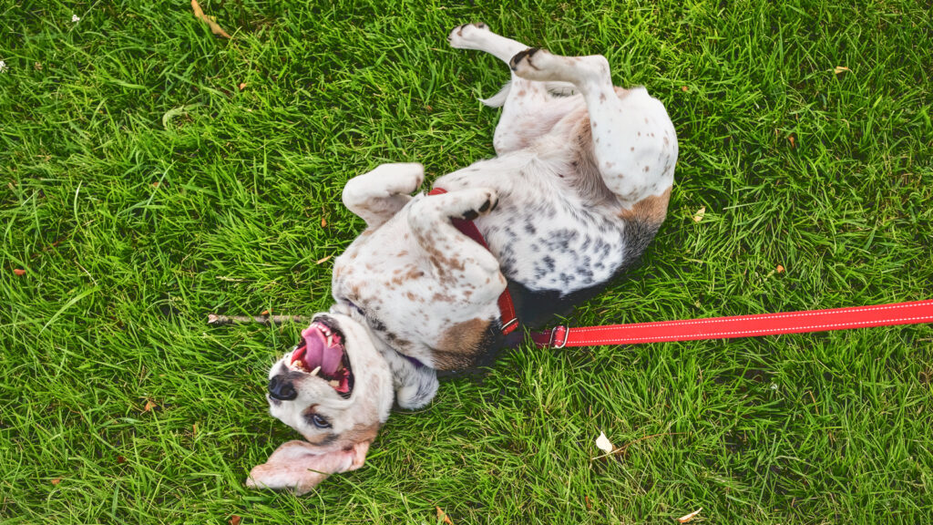 A dog rolling in the grass
