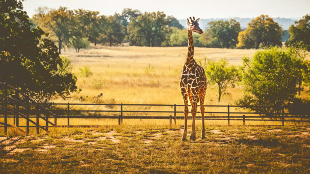 Far from the Hill, Alum Builds His Own ‘Tower’—of Giraffes