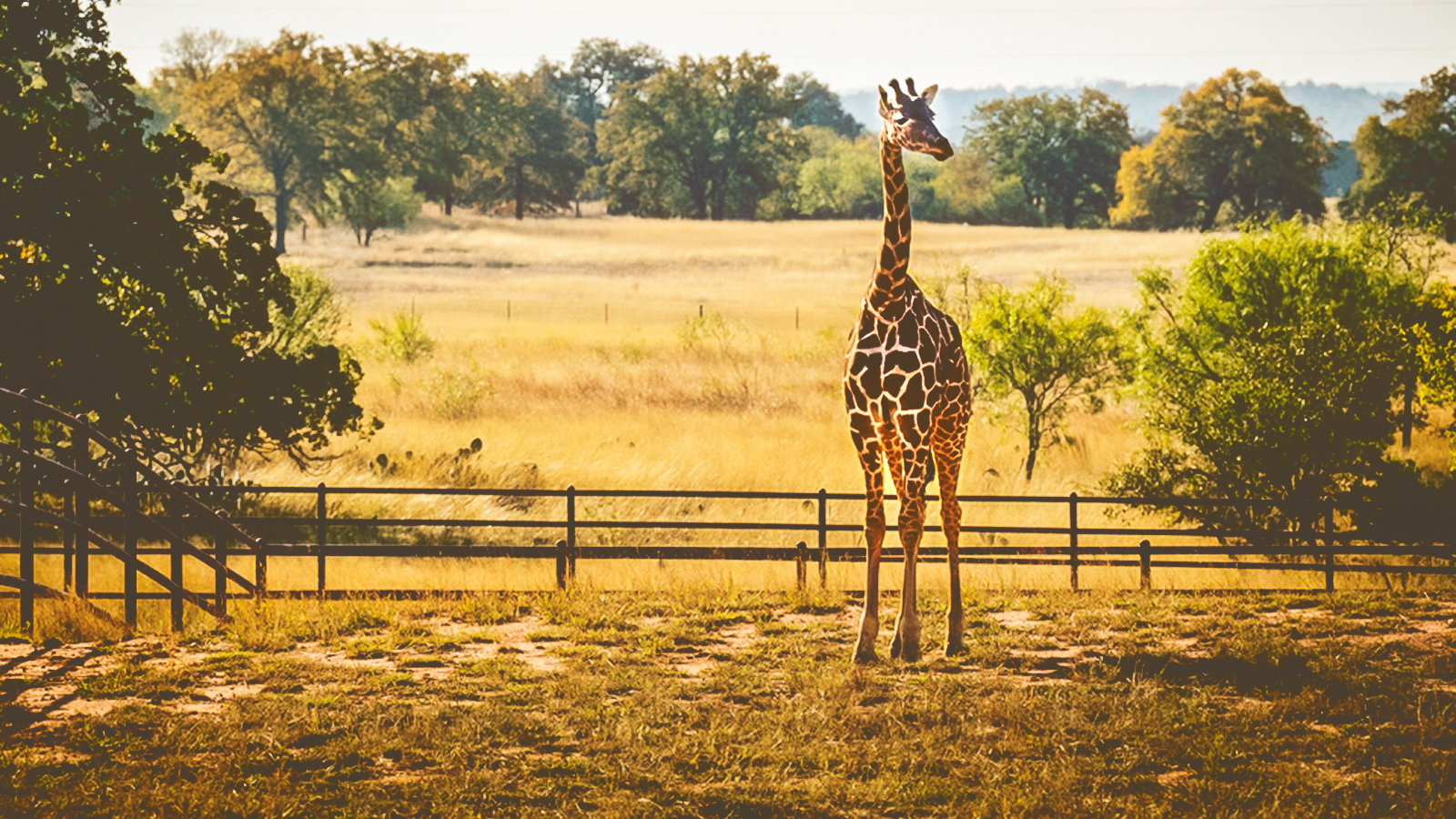 A giraffe at Longneck Manor in Texas