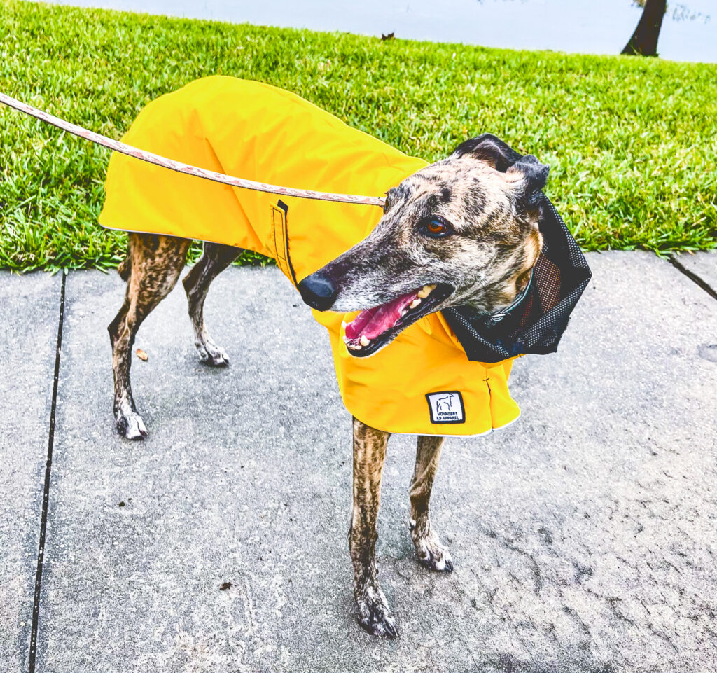 A brindled greyhound in a yellow raincoat