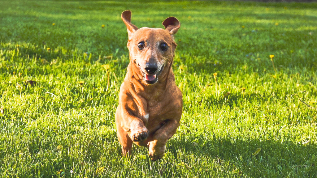 A dachshund running in the grass