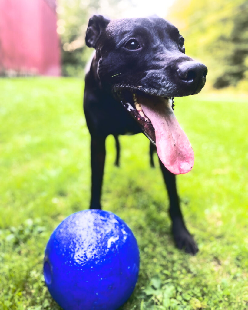 A black dog with its tongue out and a blue ball