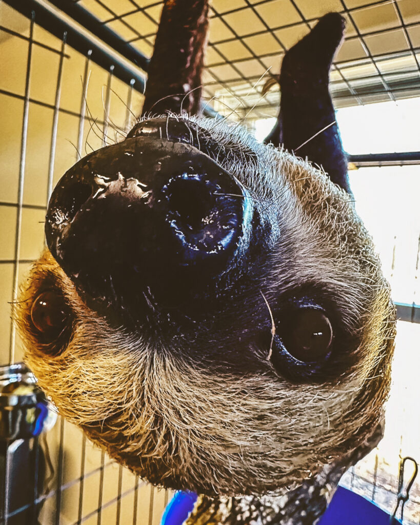 A sloth hanging upside down in a cage.