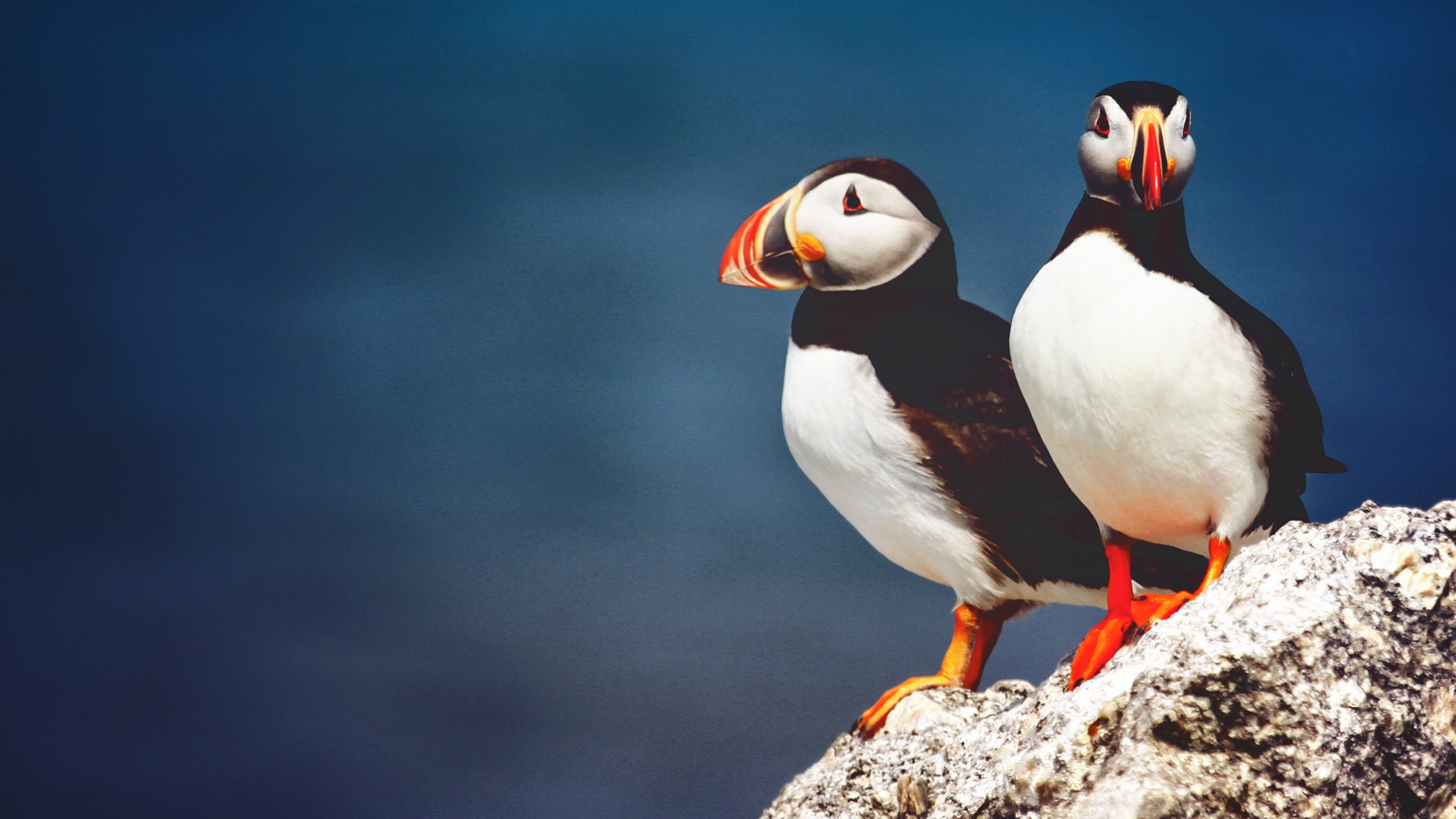 Two puffins on a rock