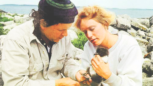 A man and a woman examine a puffin chick