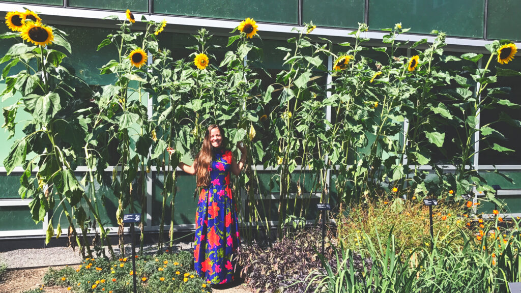 A woman standing in front of a row of tall sunflowers wearing a blue and pink dress.