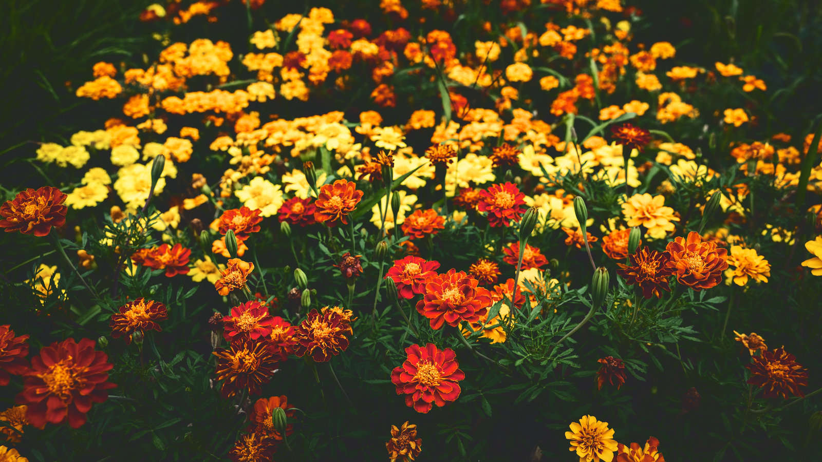 A patch of yellow, red, and orange marigolds at Cornell University
