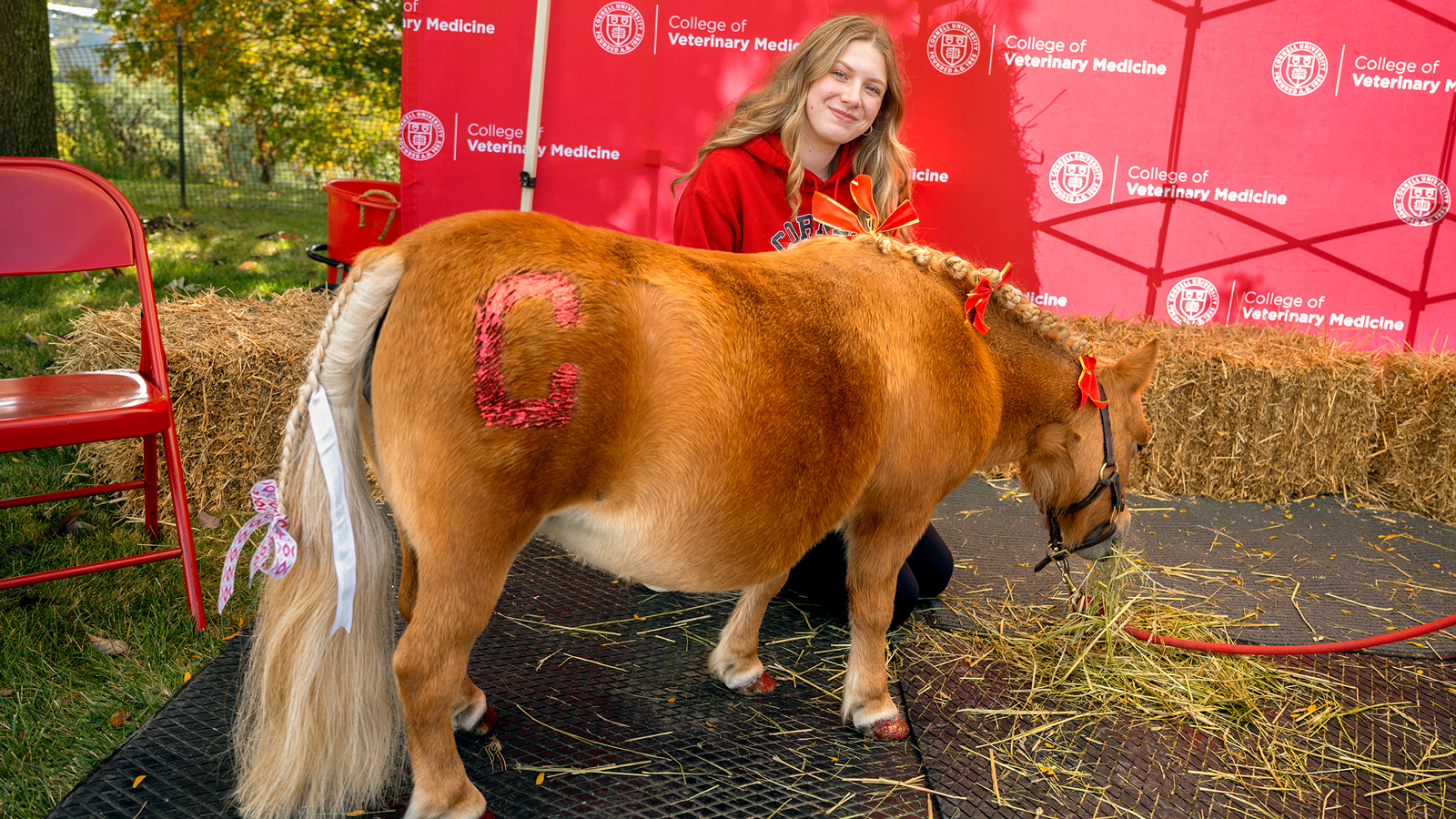 Minnie the miniature horse, her flank emblazoned with a glittered "C," was a fan favorite