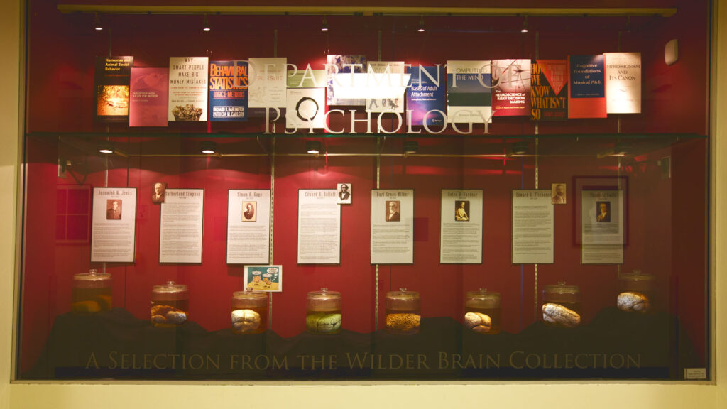 The psychology department showcases eight brains, along with biographies of their former owners, on the second floor of Uris Hall
