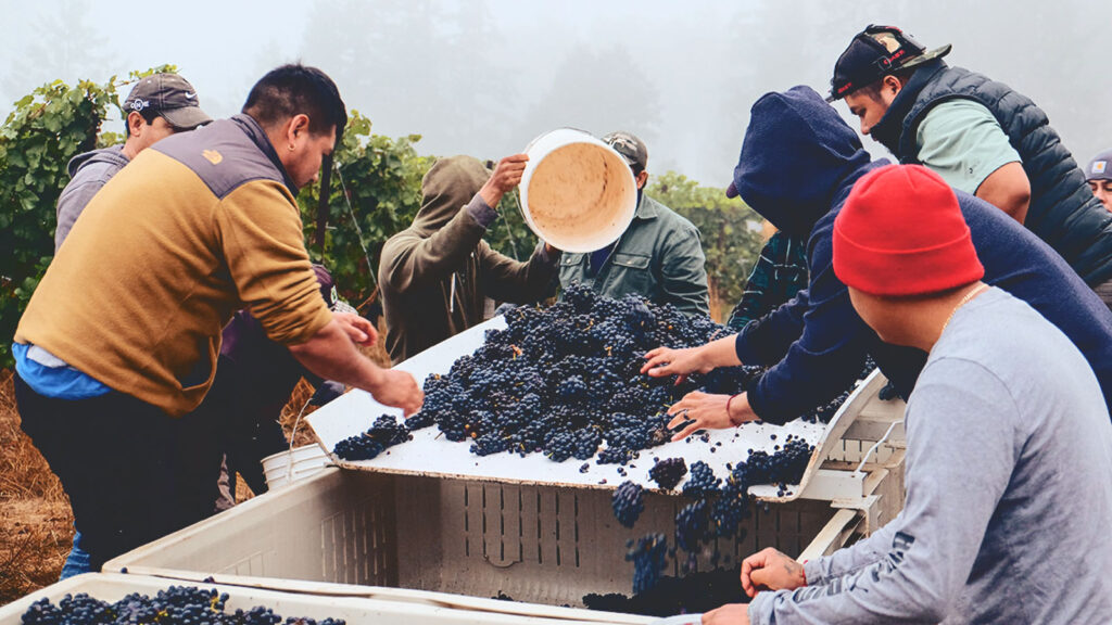 Grape harvesting at Real Nice Winemaker in Oregon