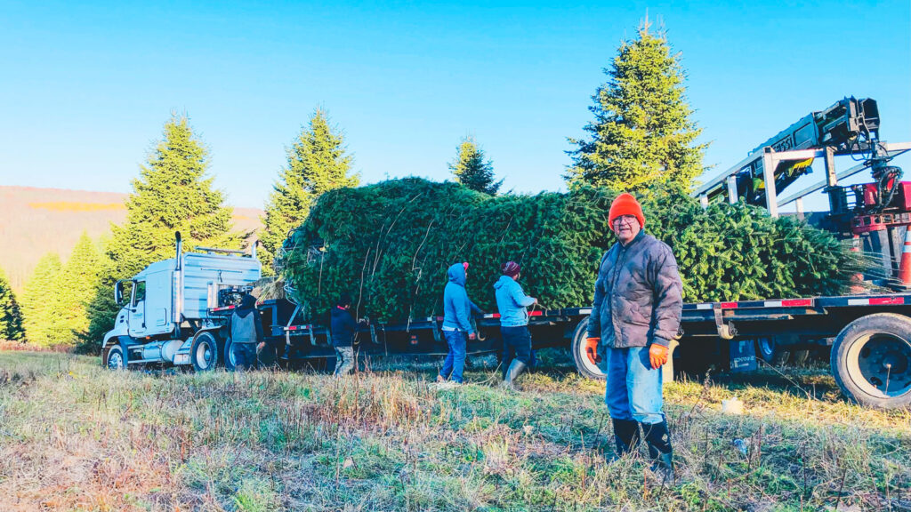 A man standing in front of a large Christmas tree being loaded onto a truck by several other men