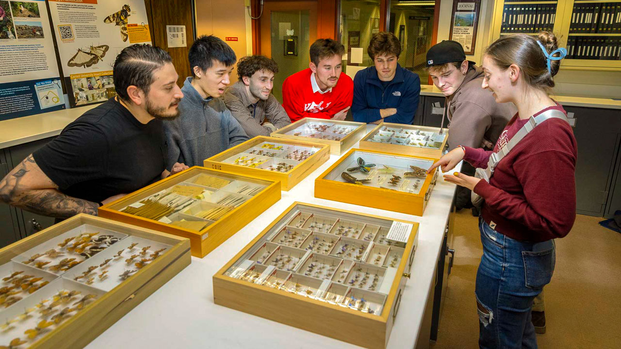 Students examining boxes of specimens in the Cornell University Insect Collection