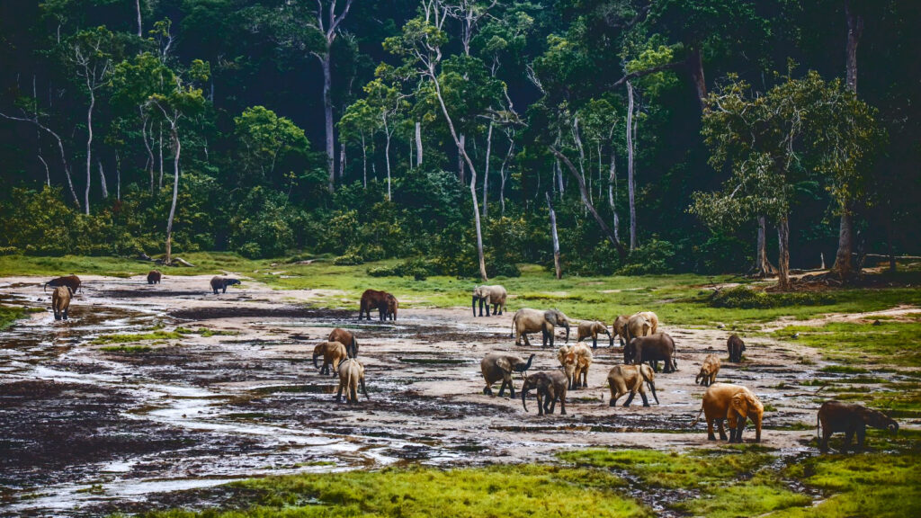 Elephants in a watering hole in Africa