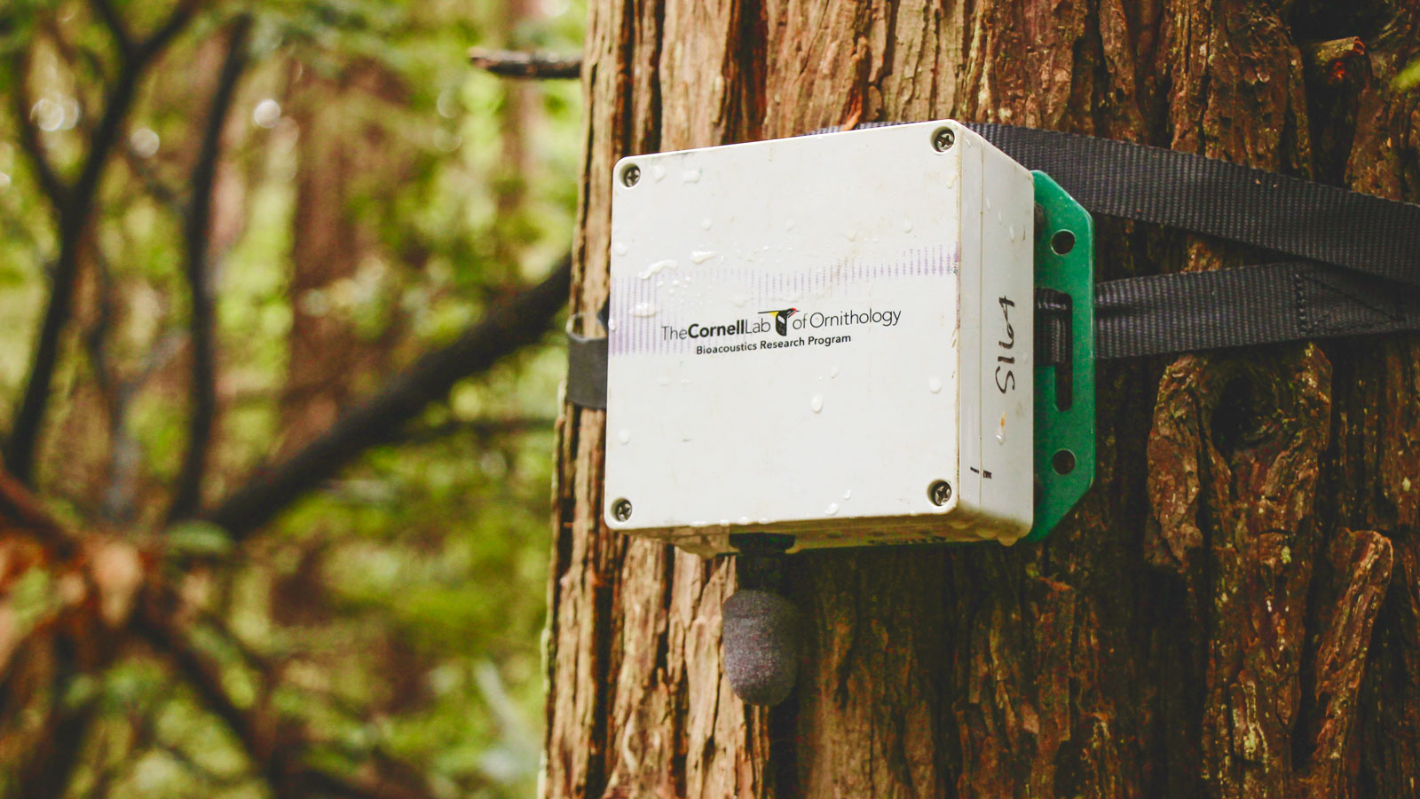 A Swift audio recording unit shaped like a white box mounted on a tree