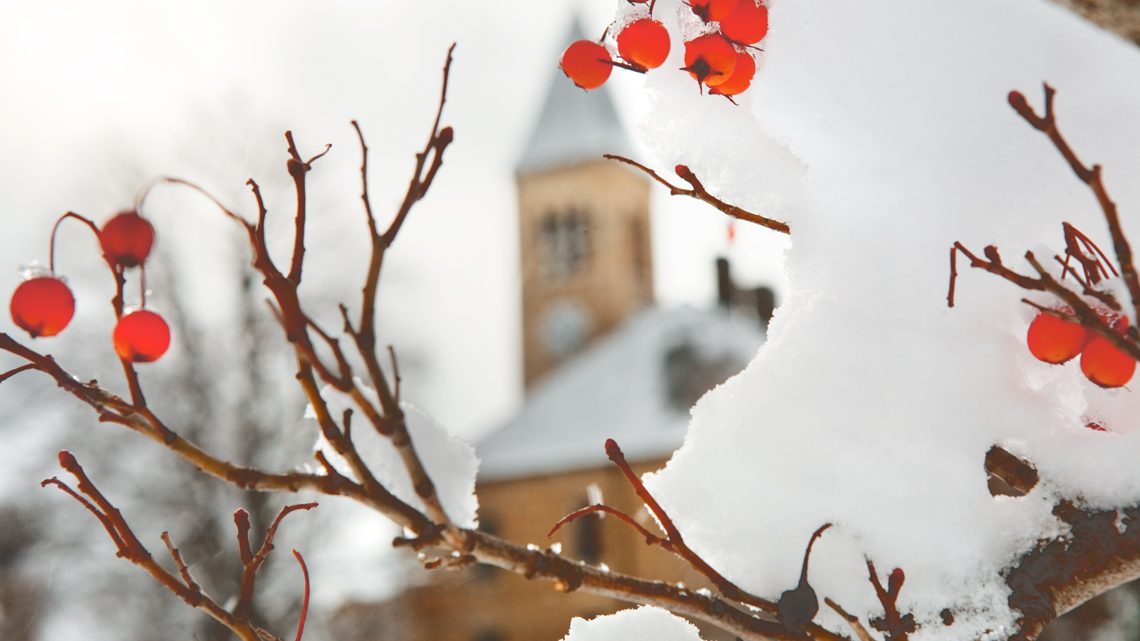 Photo of branches with snow and red berries in the foreground; a blurry McGraw Tower in the background.