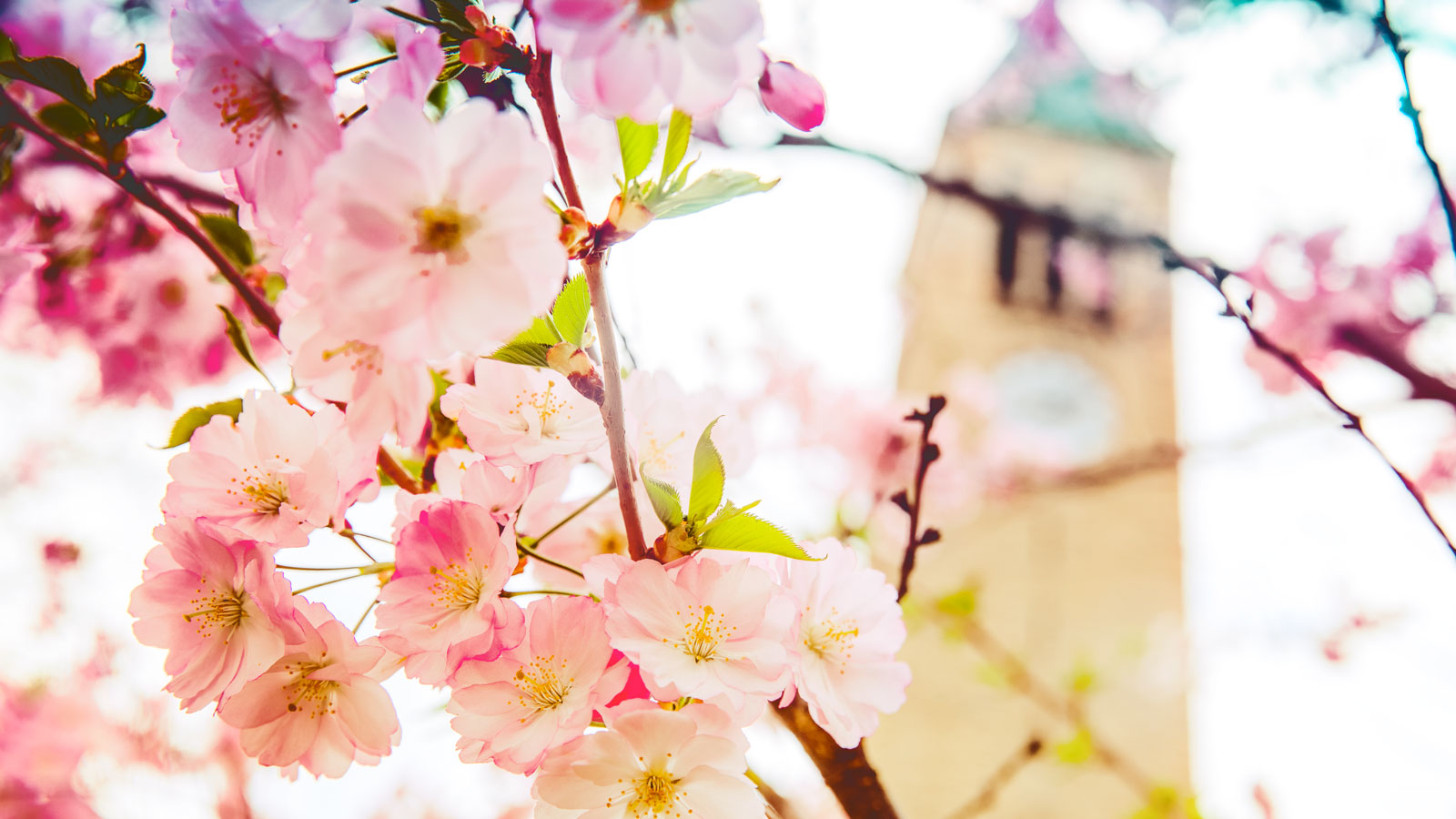 Tree blossoms with clock tower in background