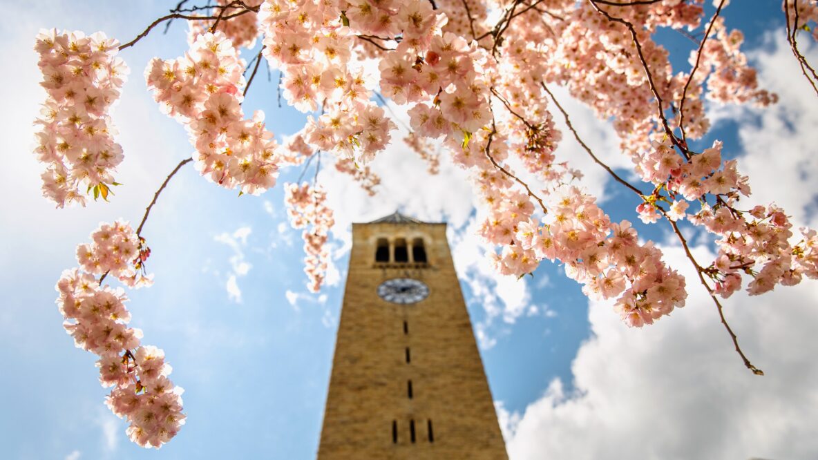 cherry blossoms and clocktower view