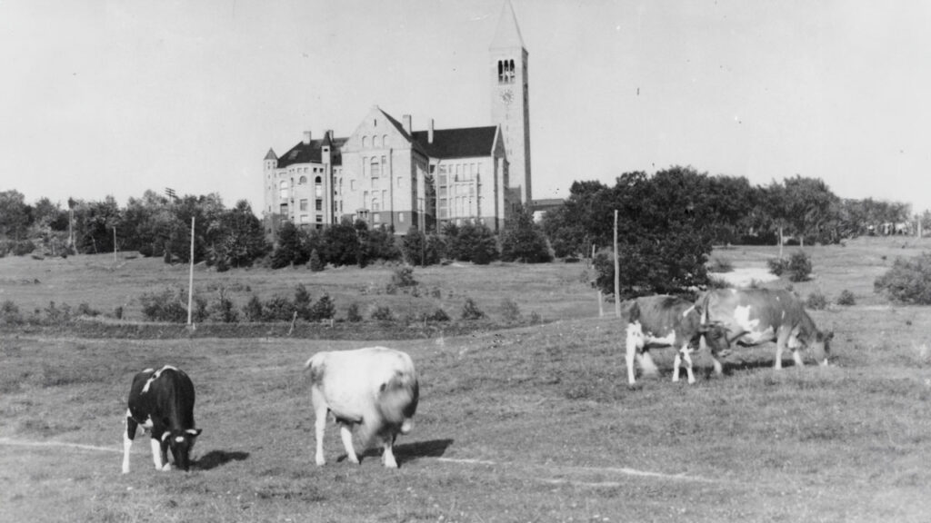 A vintage shot of cows grazing on the slope with the tower and Uris Library in the background