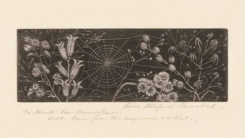 A drawing of a spider web and flowers by Anna Botsford Comstock