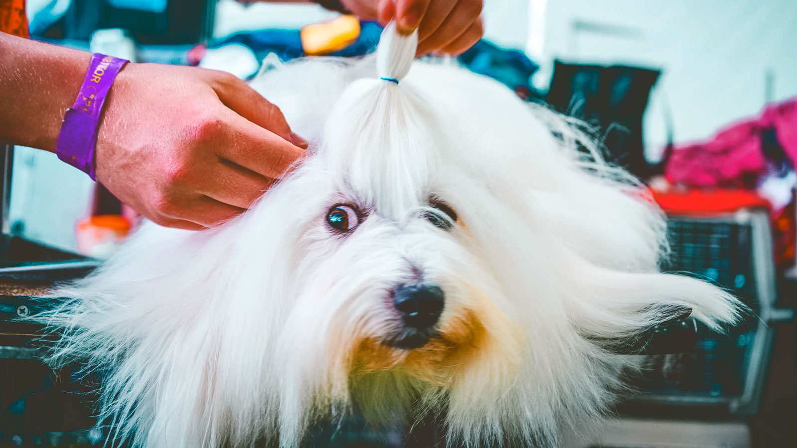 A dog with long white hair getting groomed
