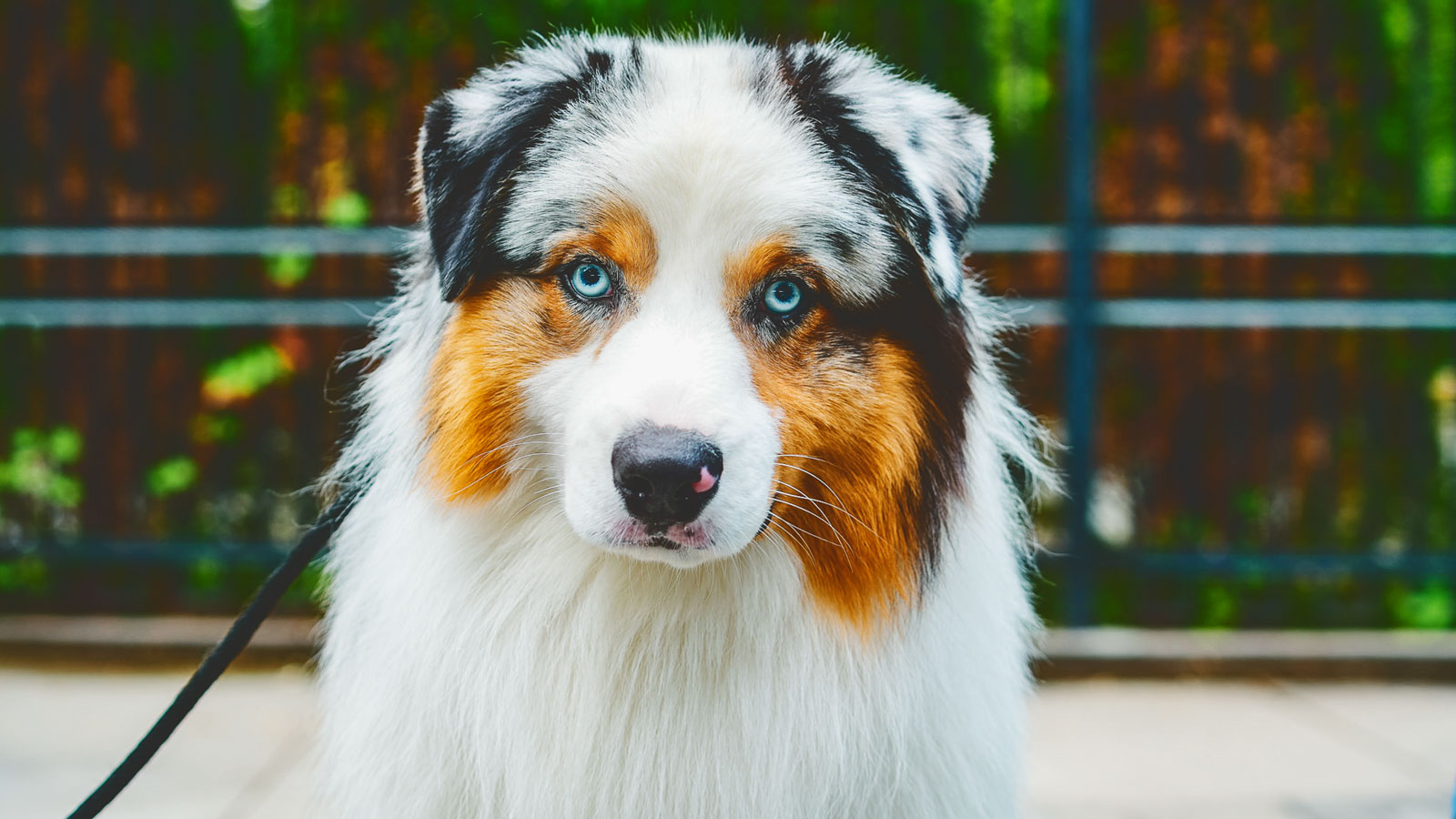 A dog with brown, black, and white fur and bright blue eyes